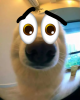 eyedog5.png